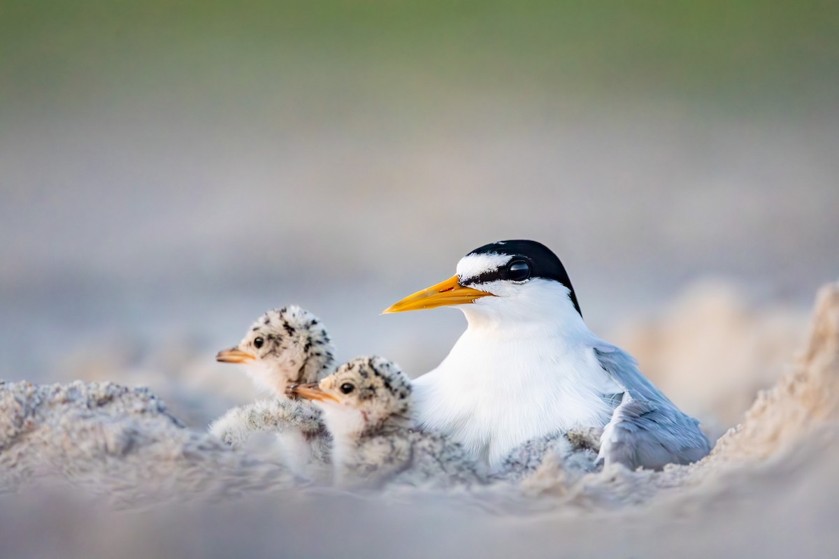 Least Tern - ML639374206