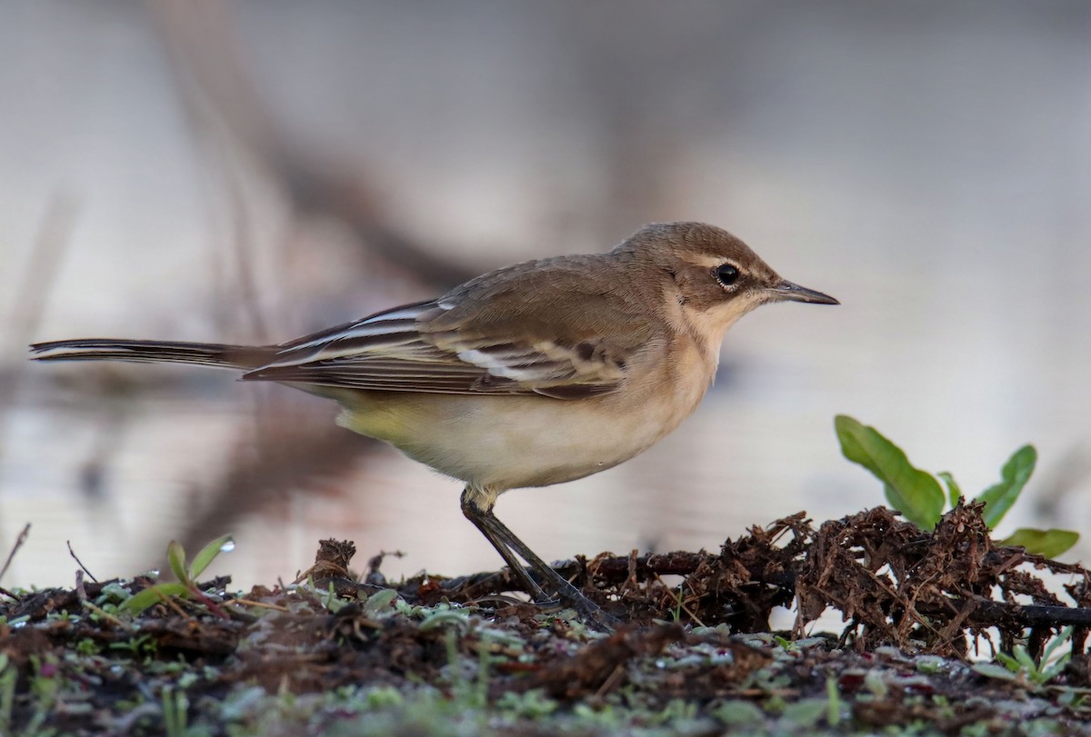 konipas luční - ML639374228