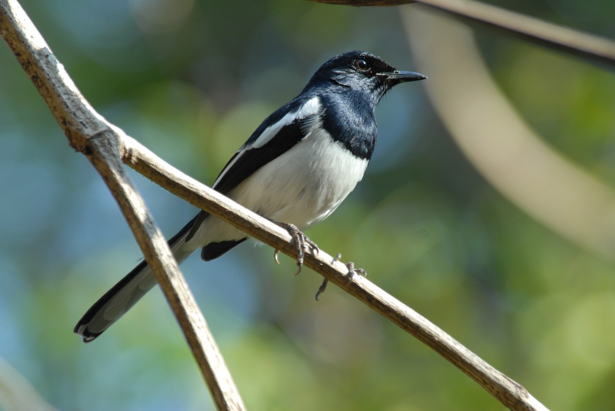 Madagascar Magpie-Robin - ML639374272