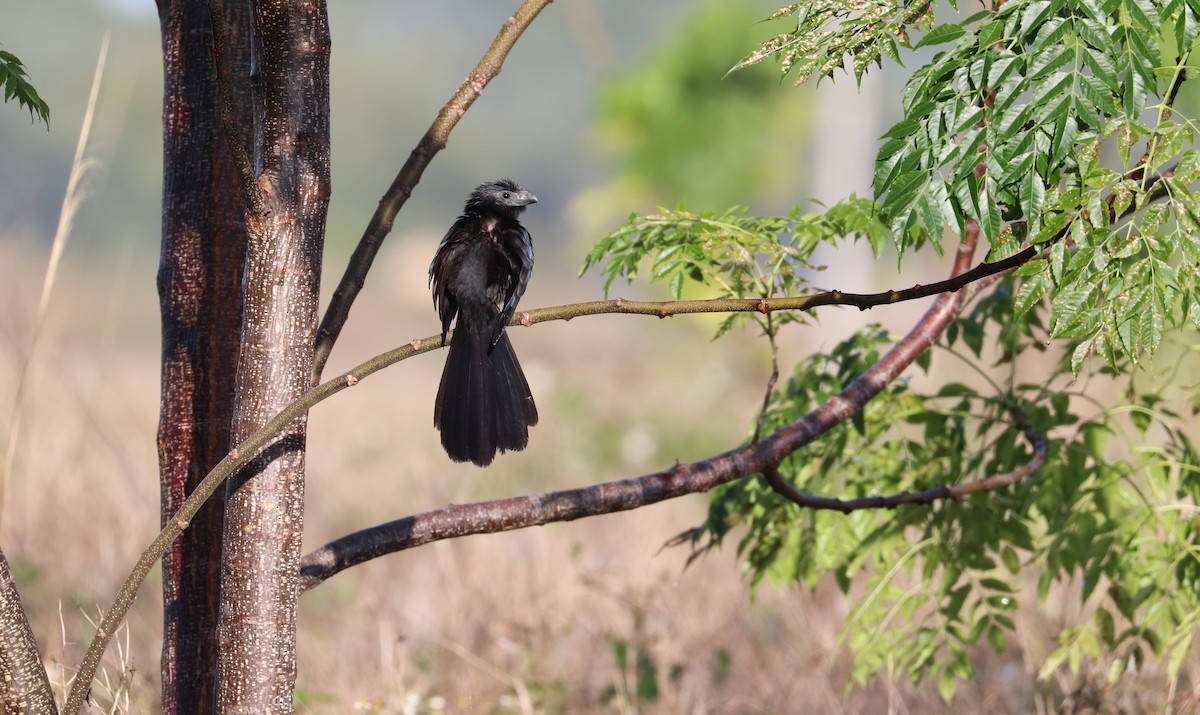 Groove-billed Ani - ML639374372