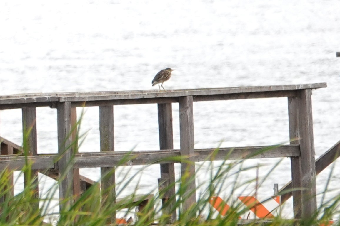 Green Heron - ML639374418