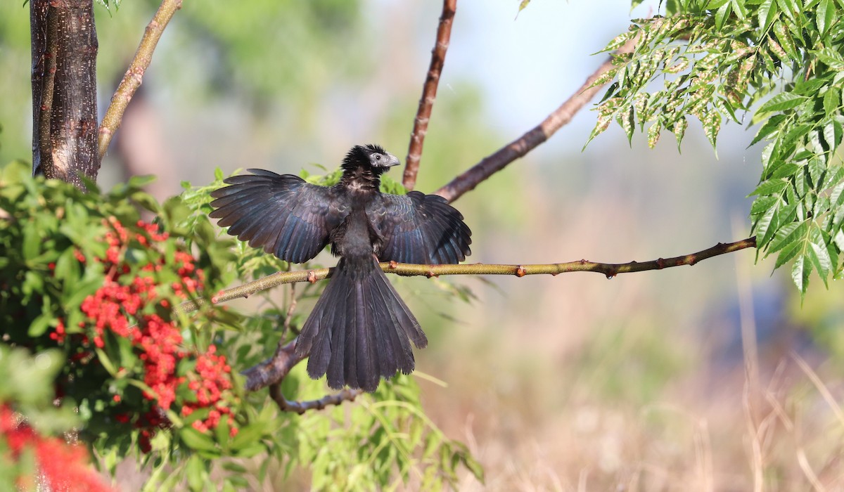 Groove-billed Ani - ML639374435