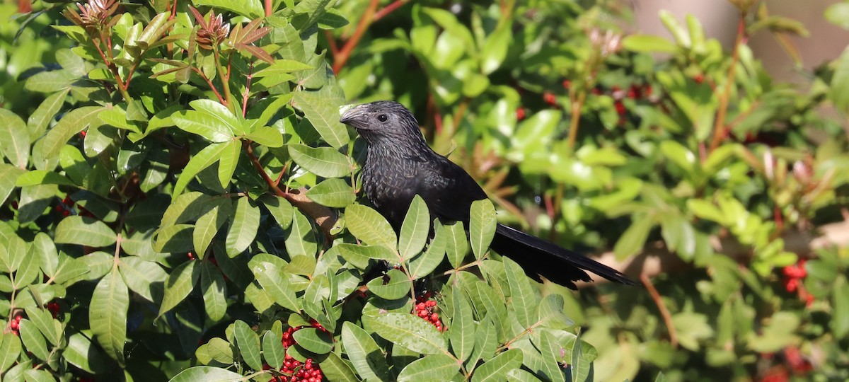 Groove-billed Ani - ML639374477