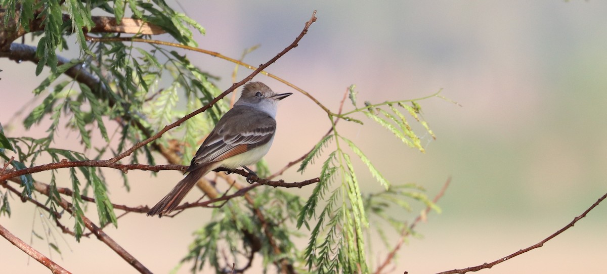 Ash-throated Flycatcher - ML639374513