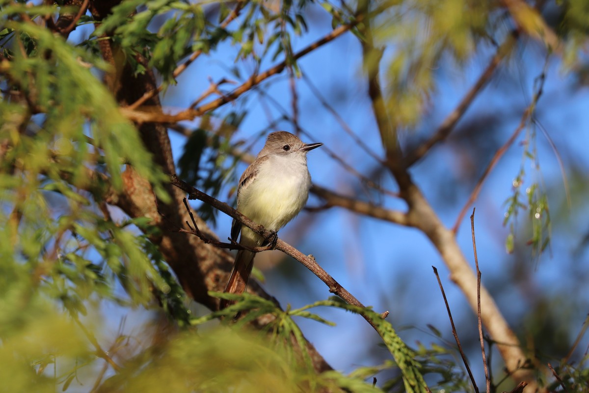 Ash-throated Flycatcher - ML639374528