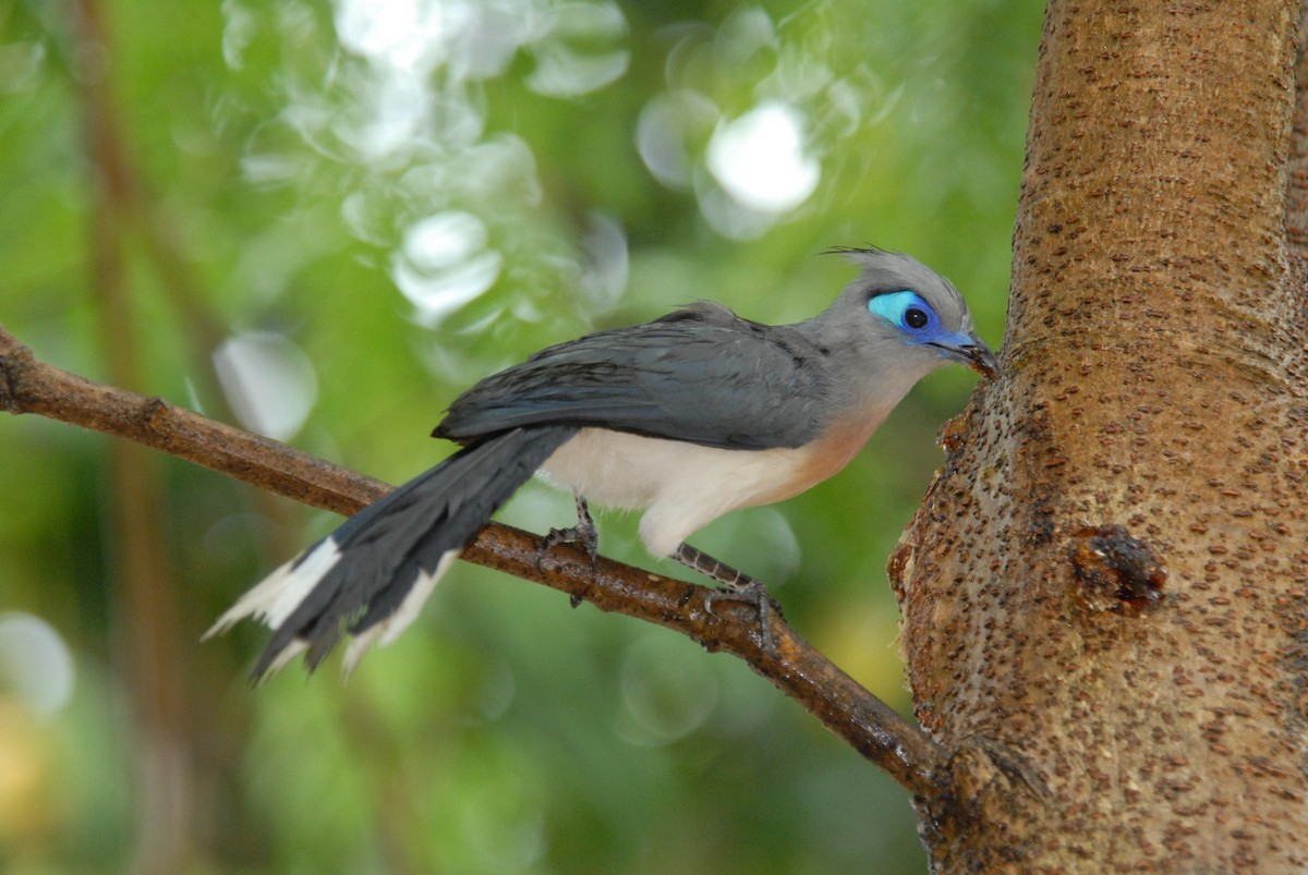 Crested Coua - ML639374535
