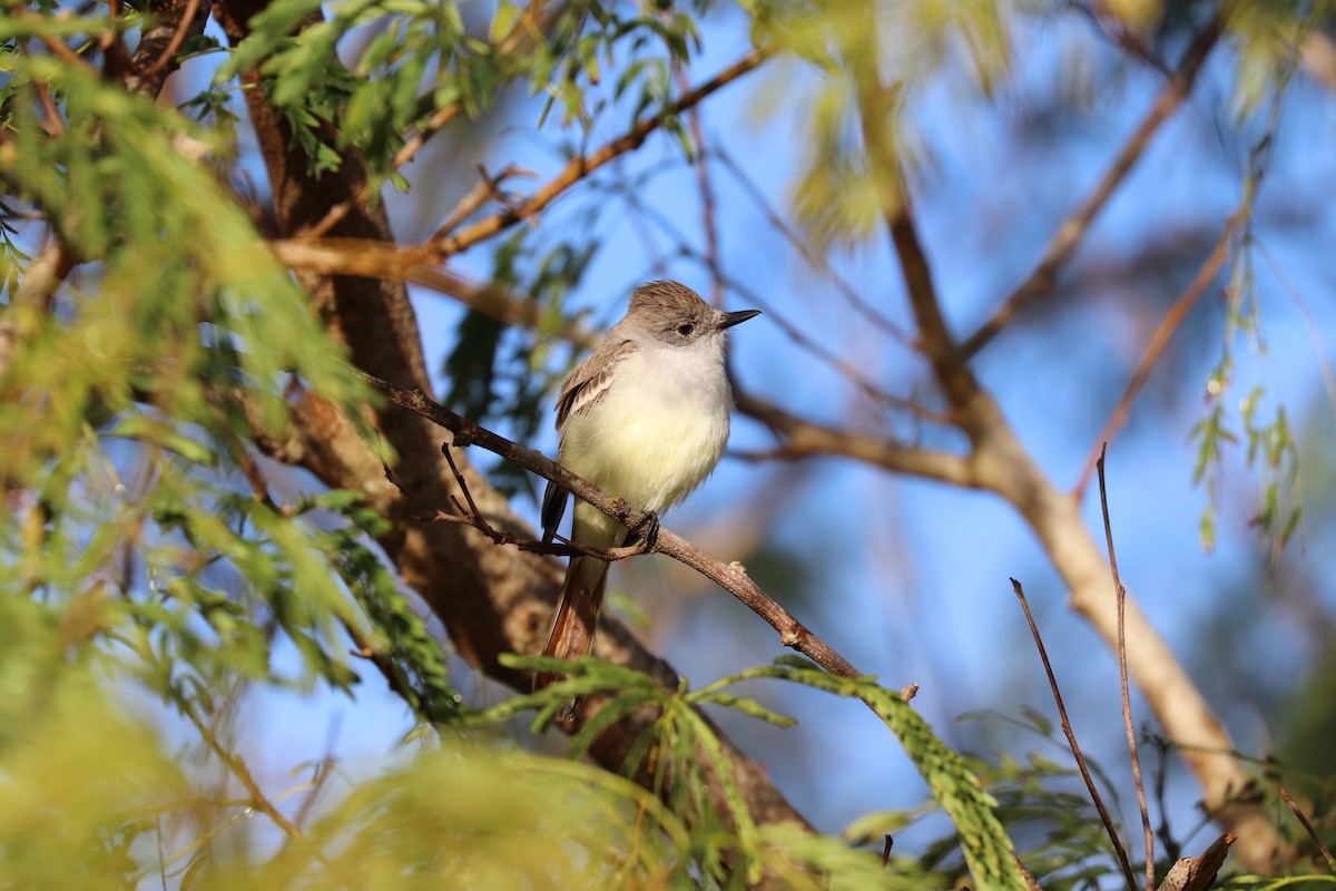 Ash-throated Flycatcher - ML639374591
