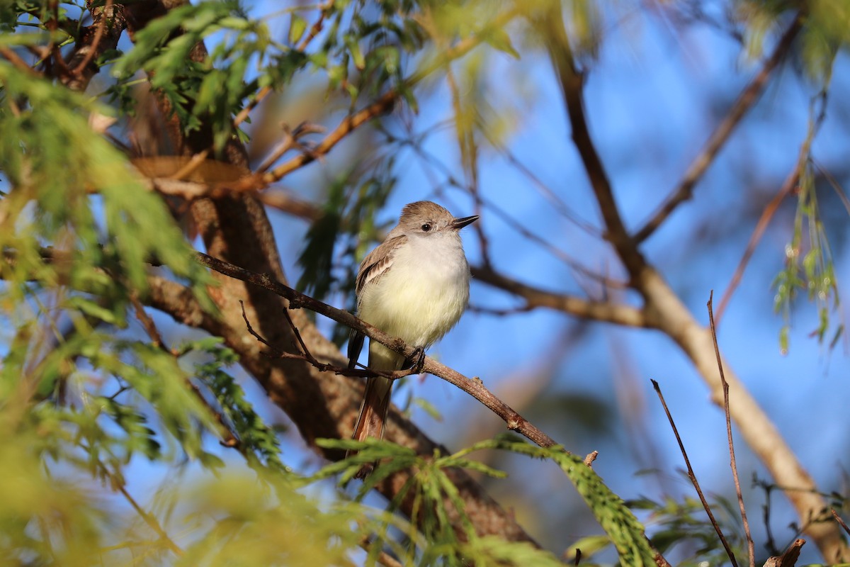 Ash-throated Flycatcher - ML639374662