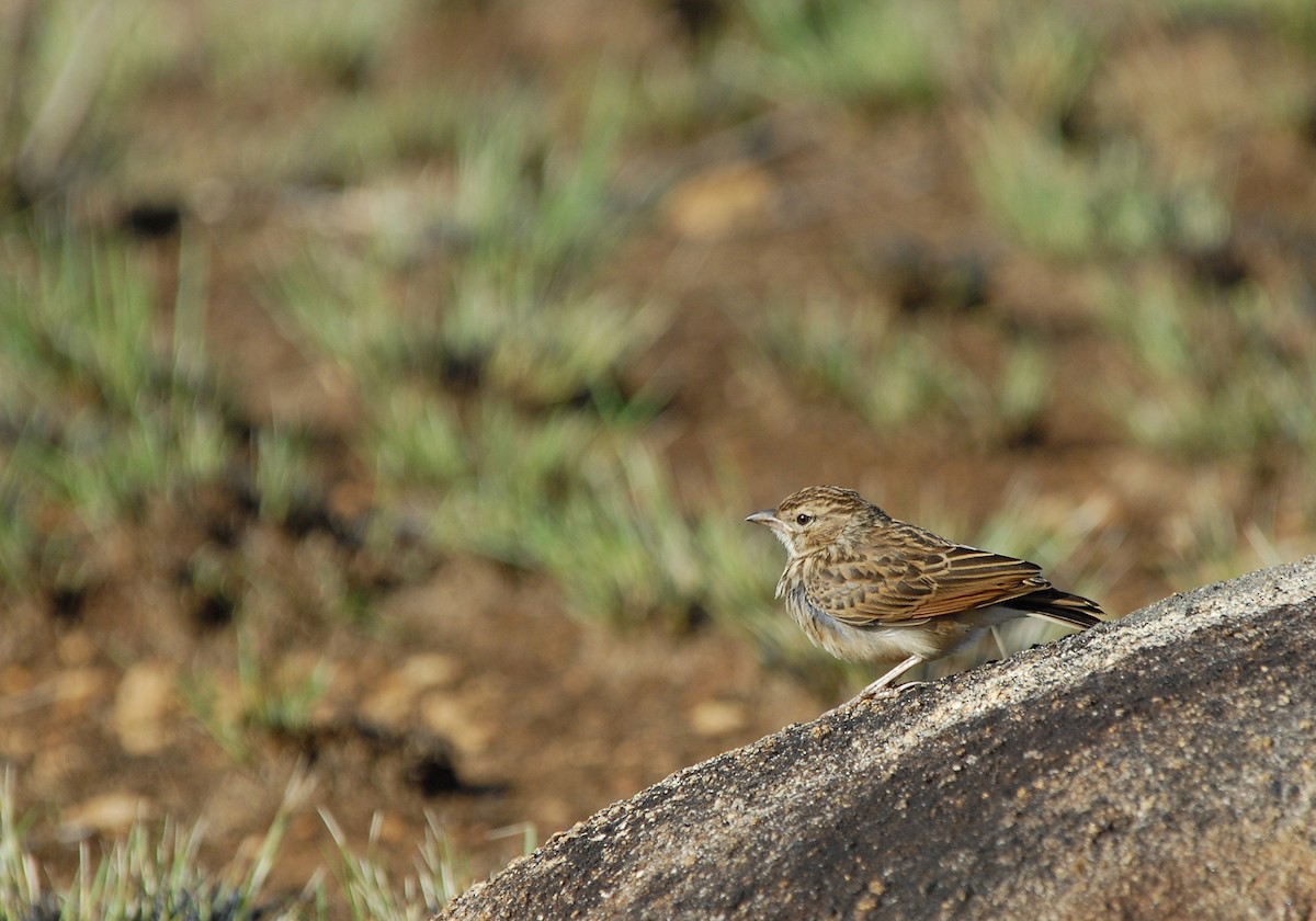 Madagascar Lark - ML639374750