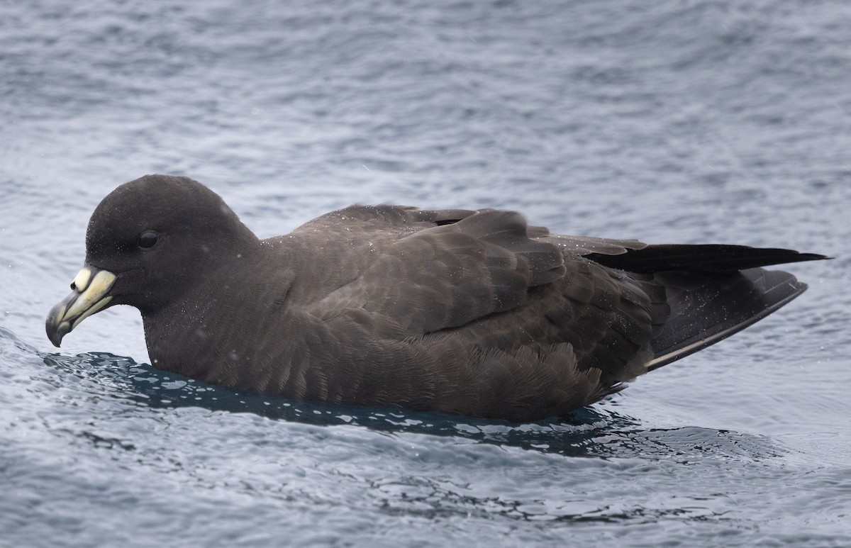 Parkinson's Petrel - ML639374849