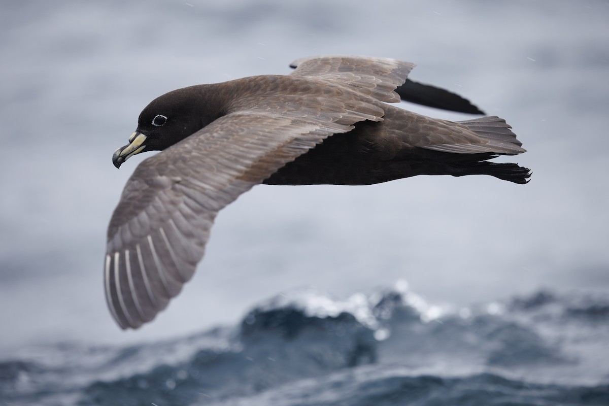 Parkinson's Petrel - ML639374850