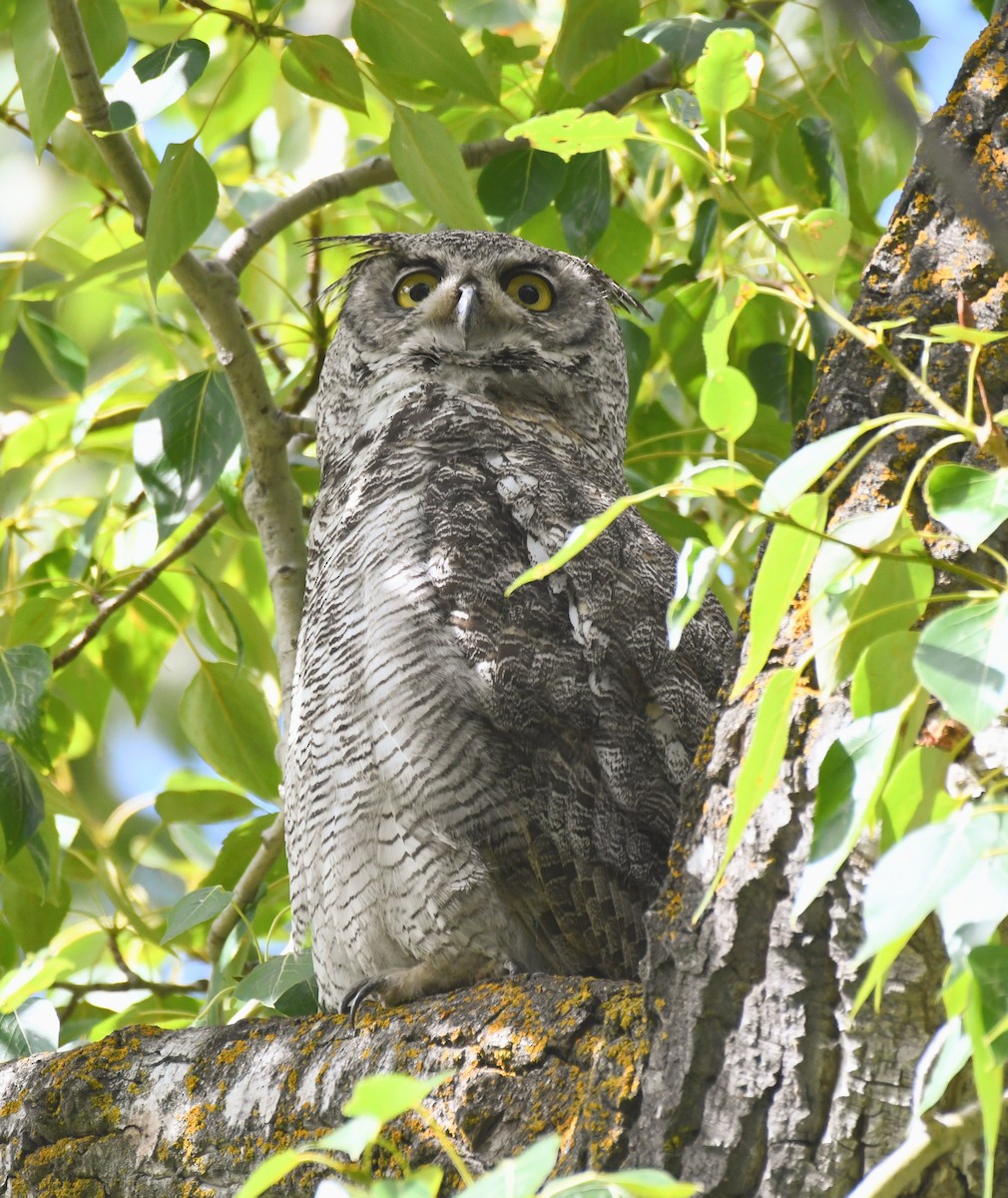 Great Horned Owl - ML639374904