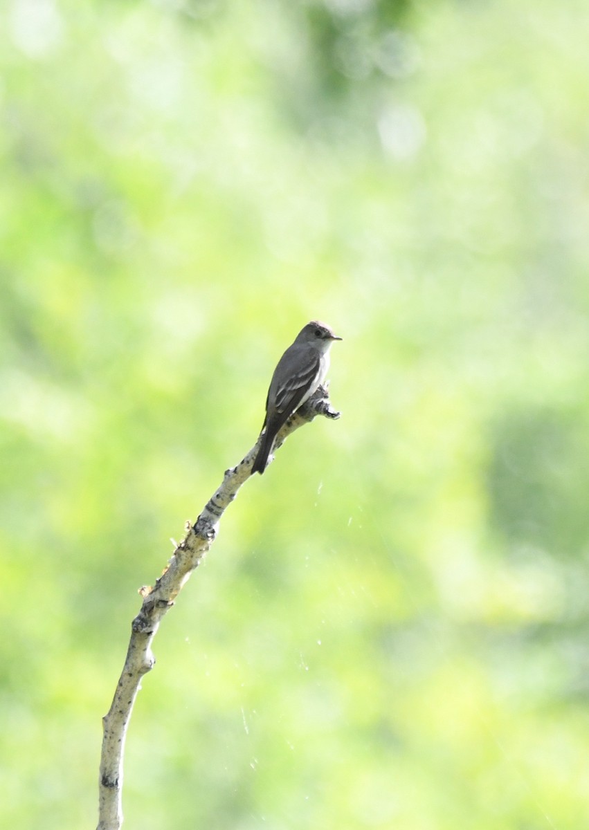 Western Wood-Pewee - ML639374921