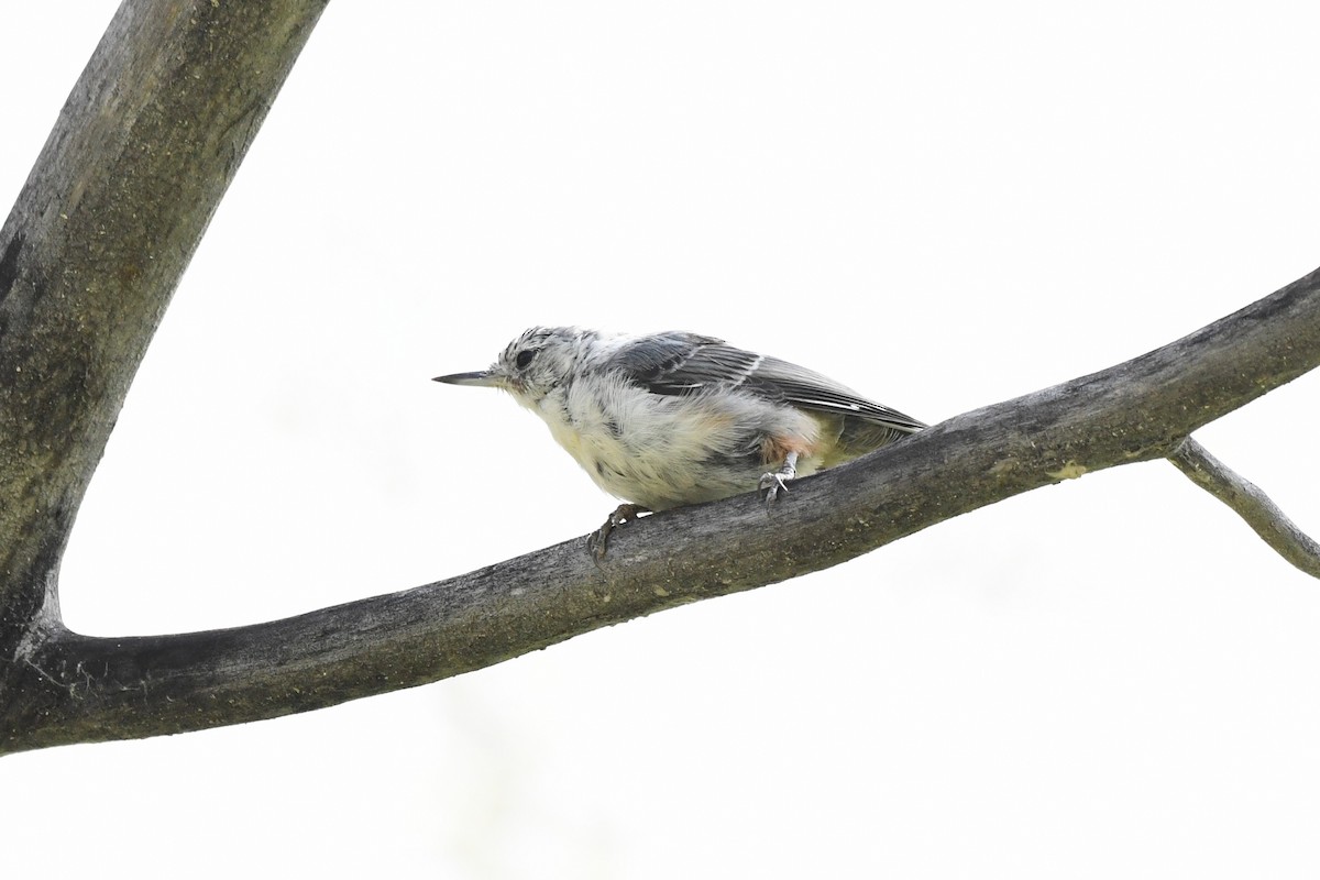 White-breasted Nuthatch - ML639374933