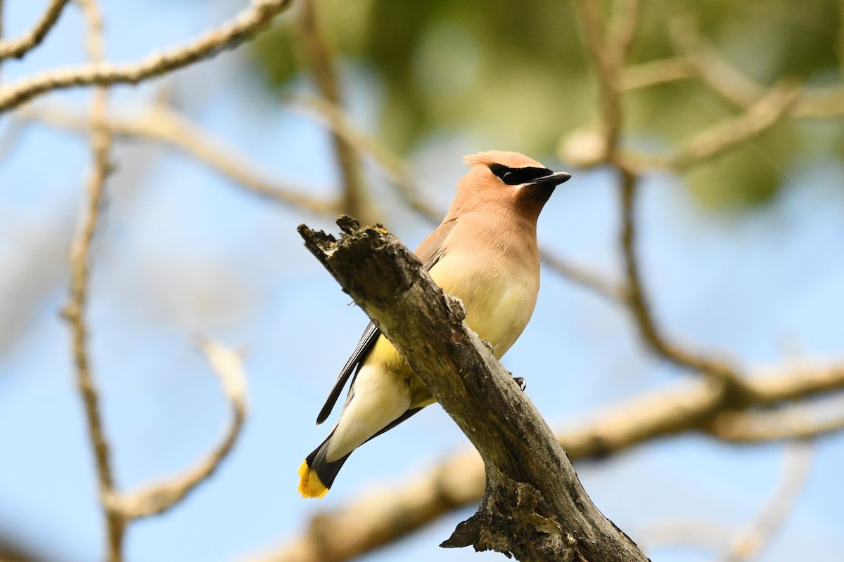 Cedar Waxwing - ML639374940