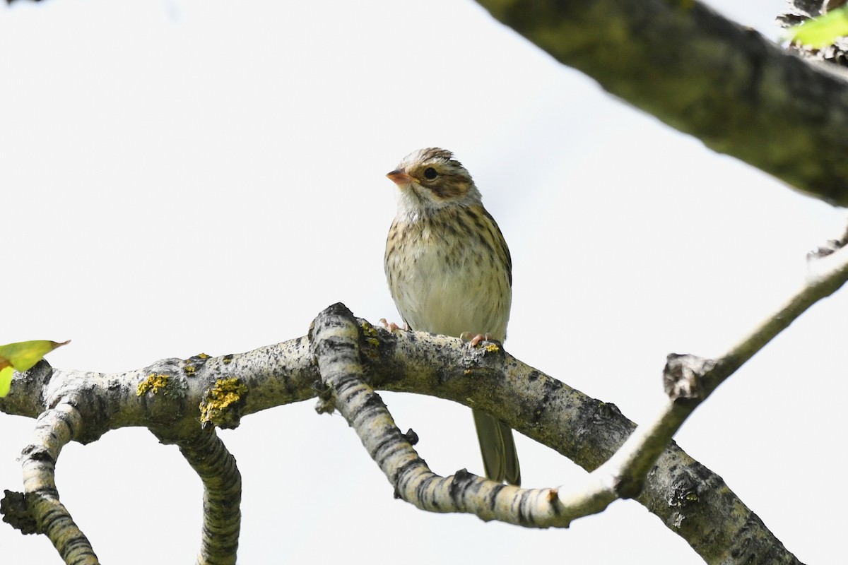 Clay-colored Sparrow - ML639374947
