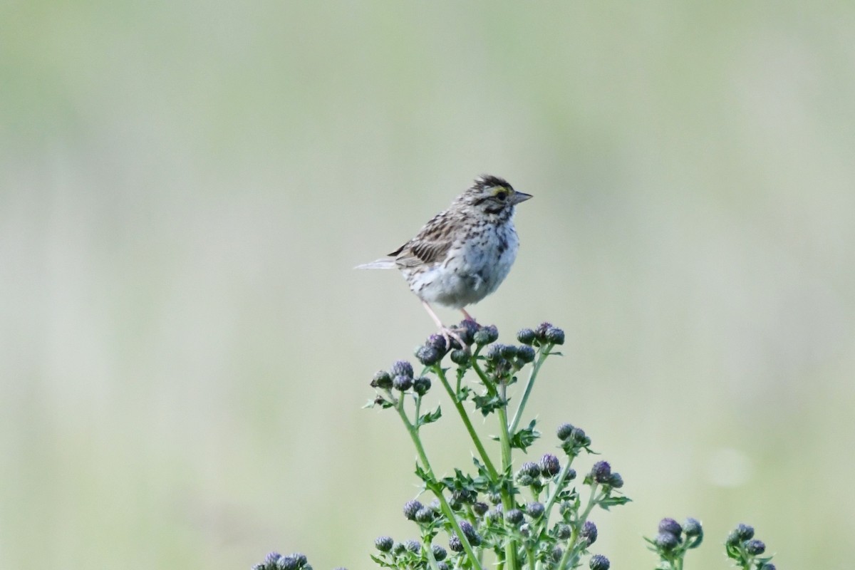 Savannah Sparrow - ML639374953