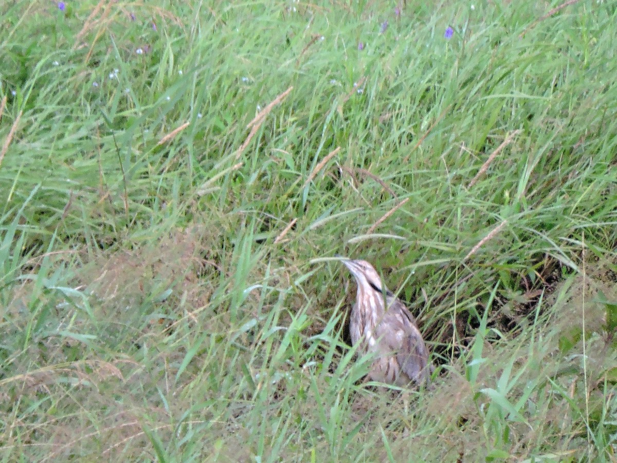 American Bittern - ML639375098