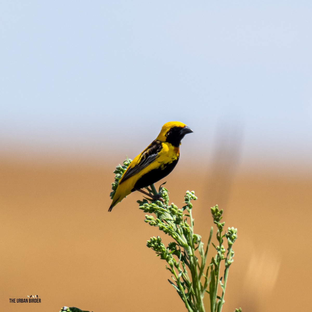 gulkronebisp - ML639375130