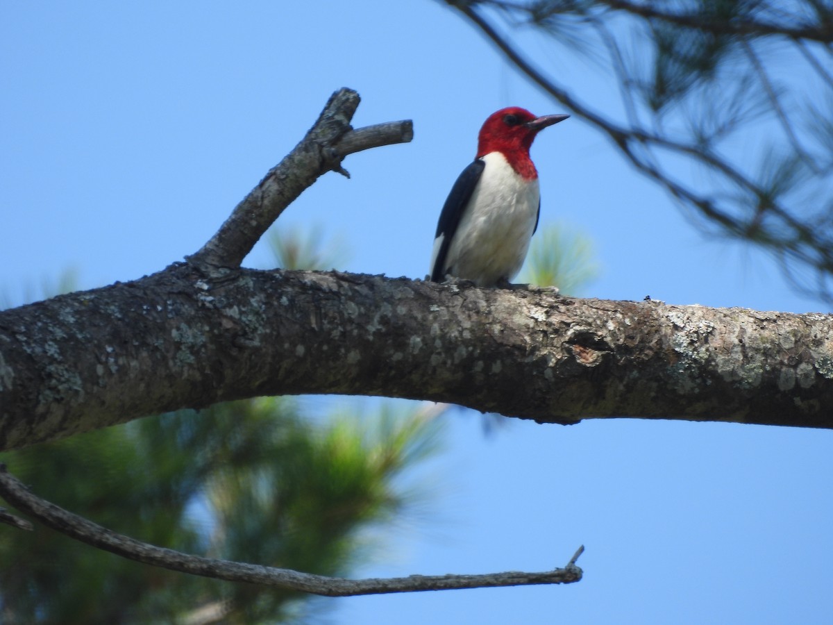 Red-headed Woodpecker - ML639375179