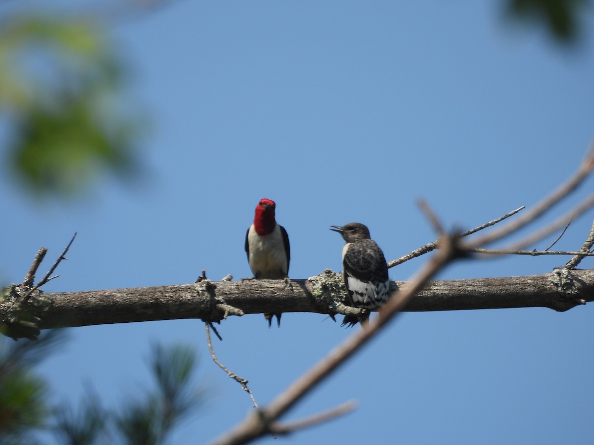 Red-headed Woodpecker - ML639375185