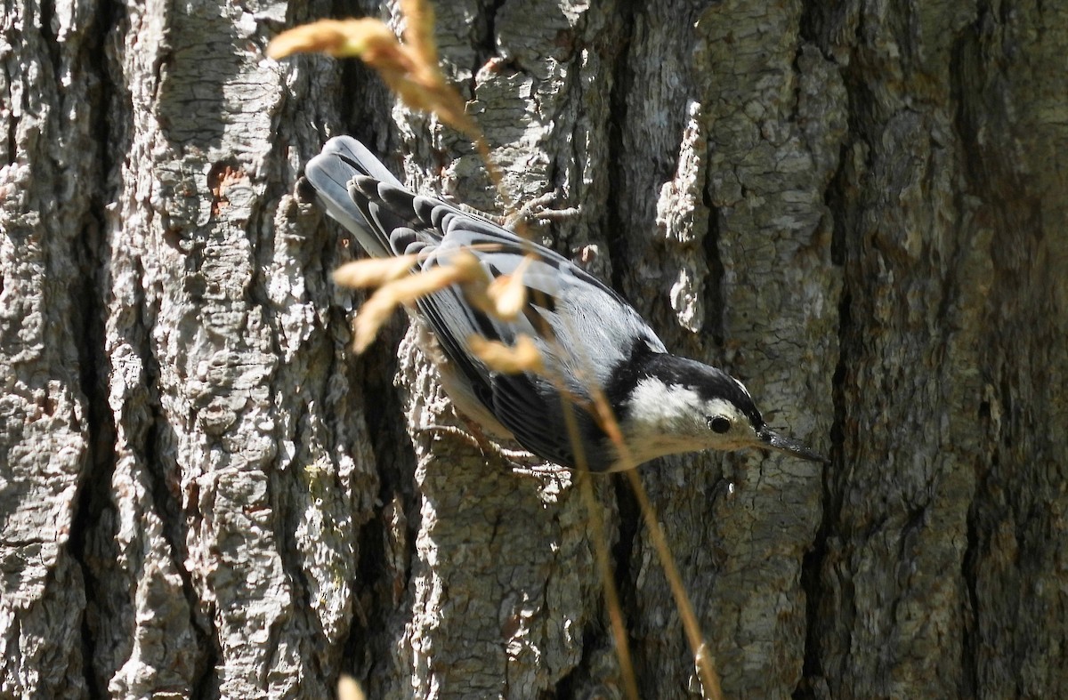 White-breasted Nuthatch - ML639375200