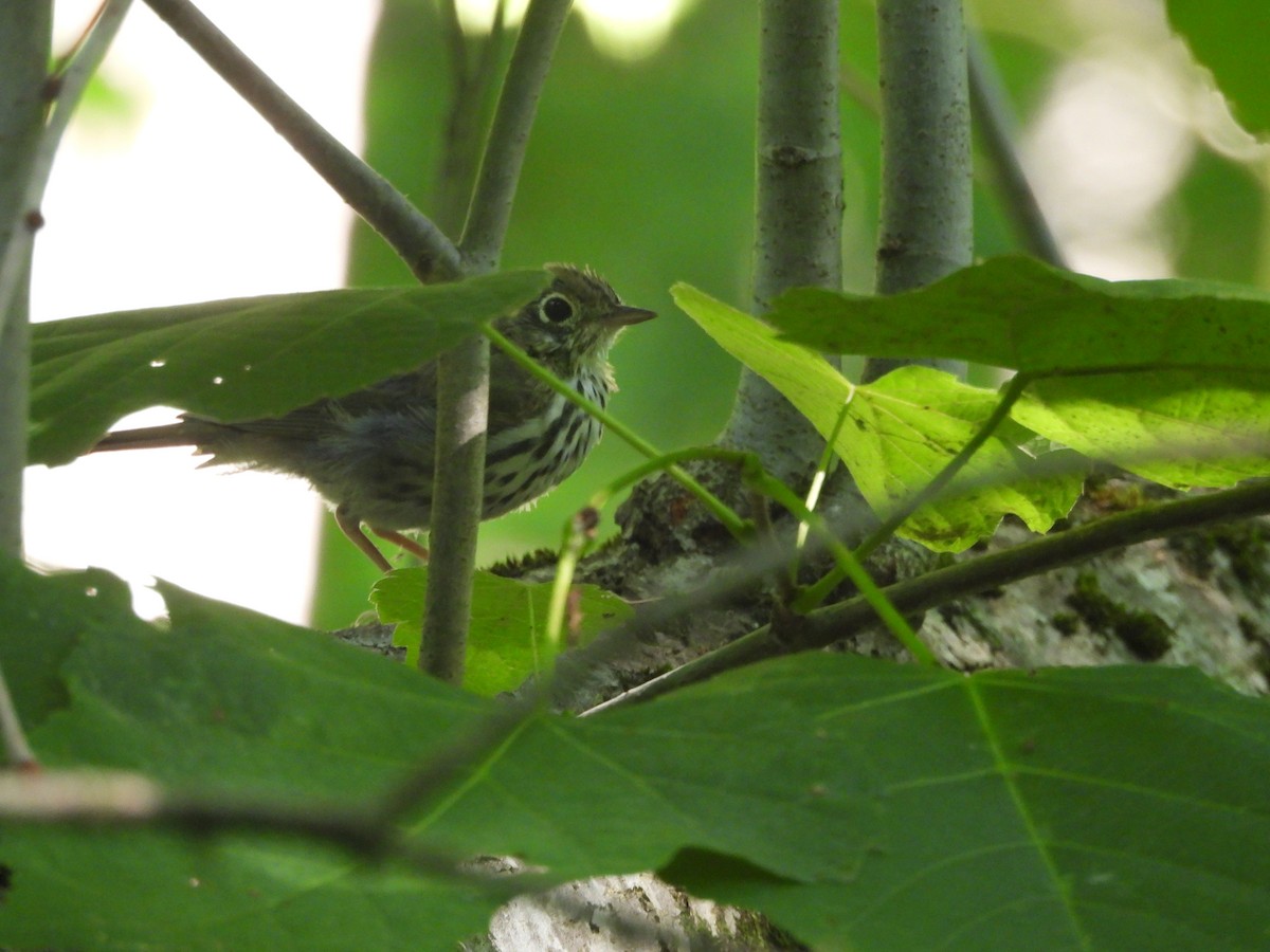 Ovenbird - ML639375204