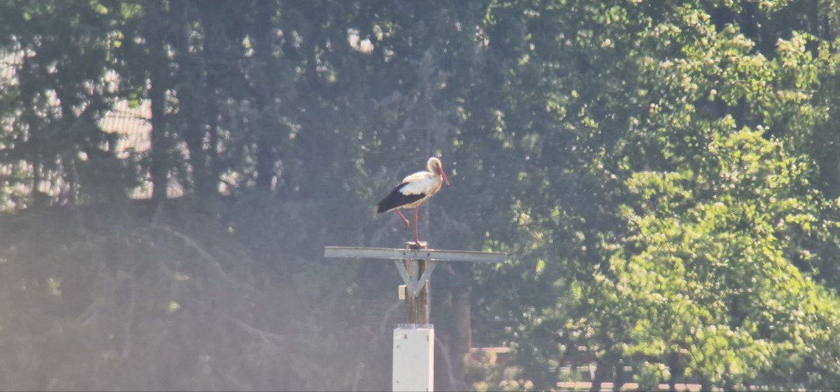 White Stork - ML639375236