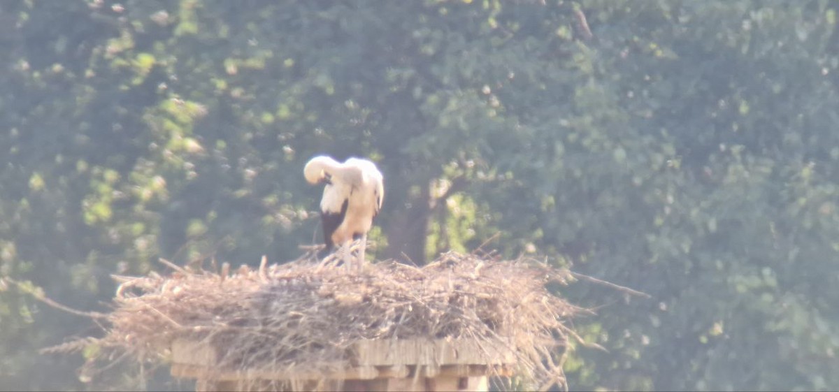 White Stork - ML639375239
