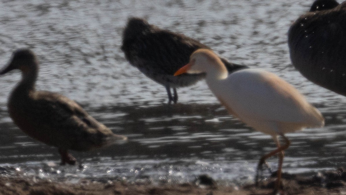 Western Cattle-Egret - ML639375240