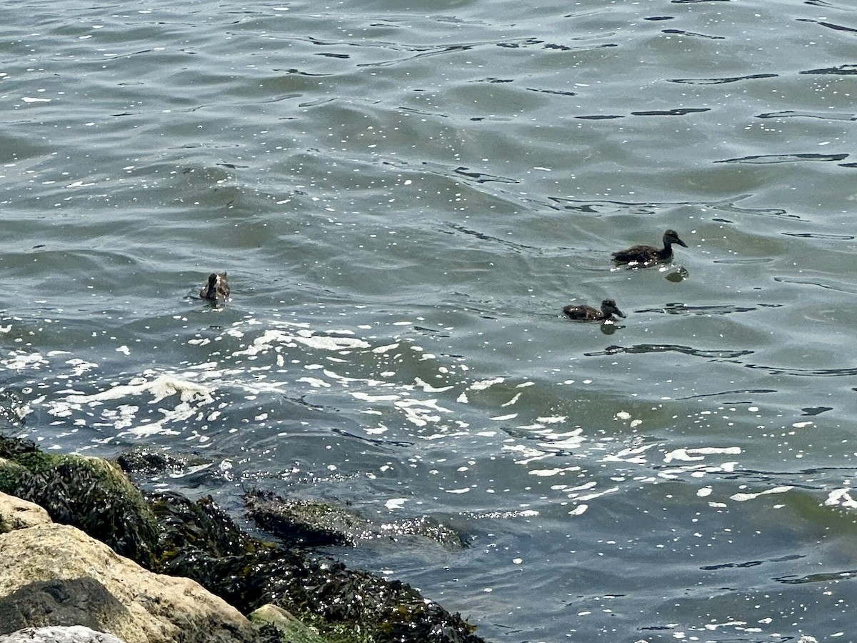 American Black Duck - ML639375244