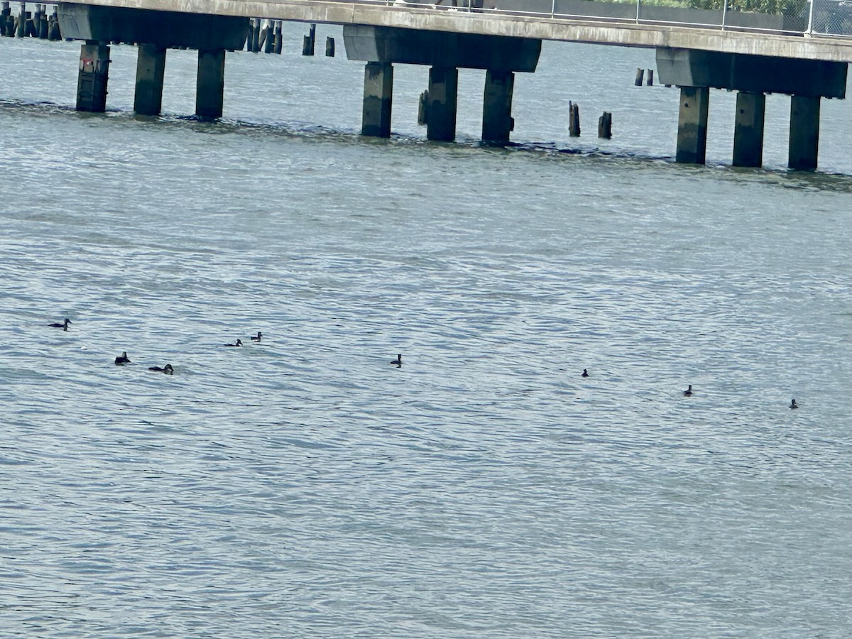 American Black Duck - ML639375245