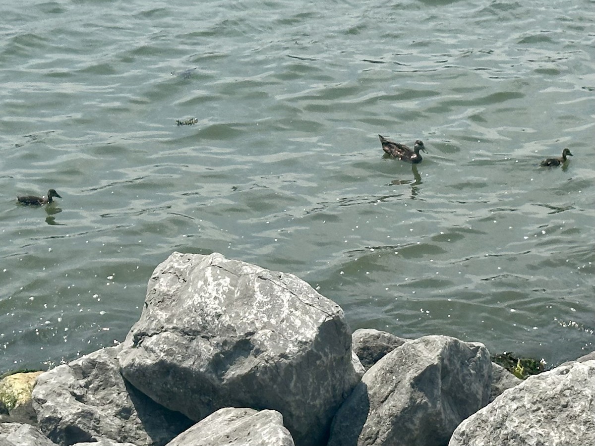 American Black Duck - ML639375246