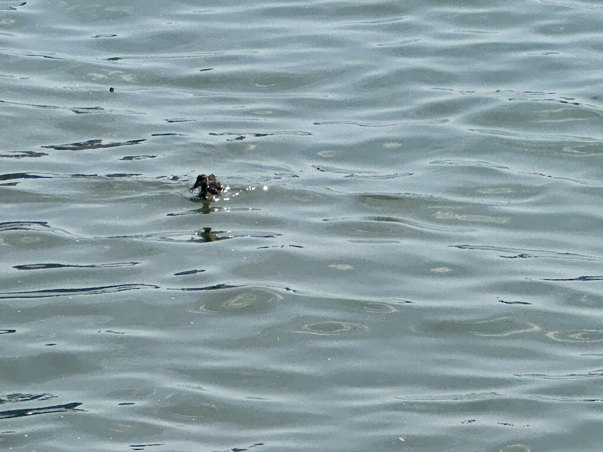 American Black Duck - ML639375247