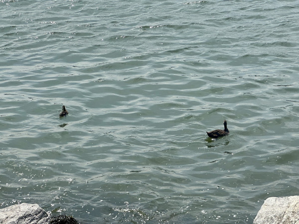 American Black Duck - ML639375248