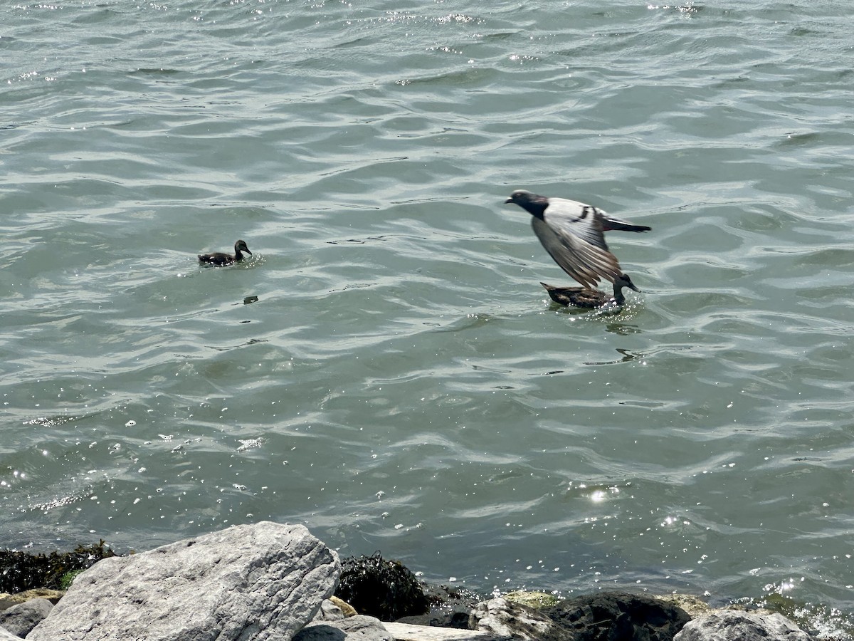 American Black Duck - ML639375249