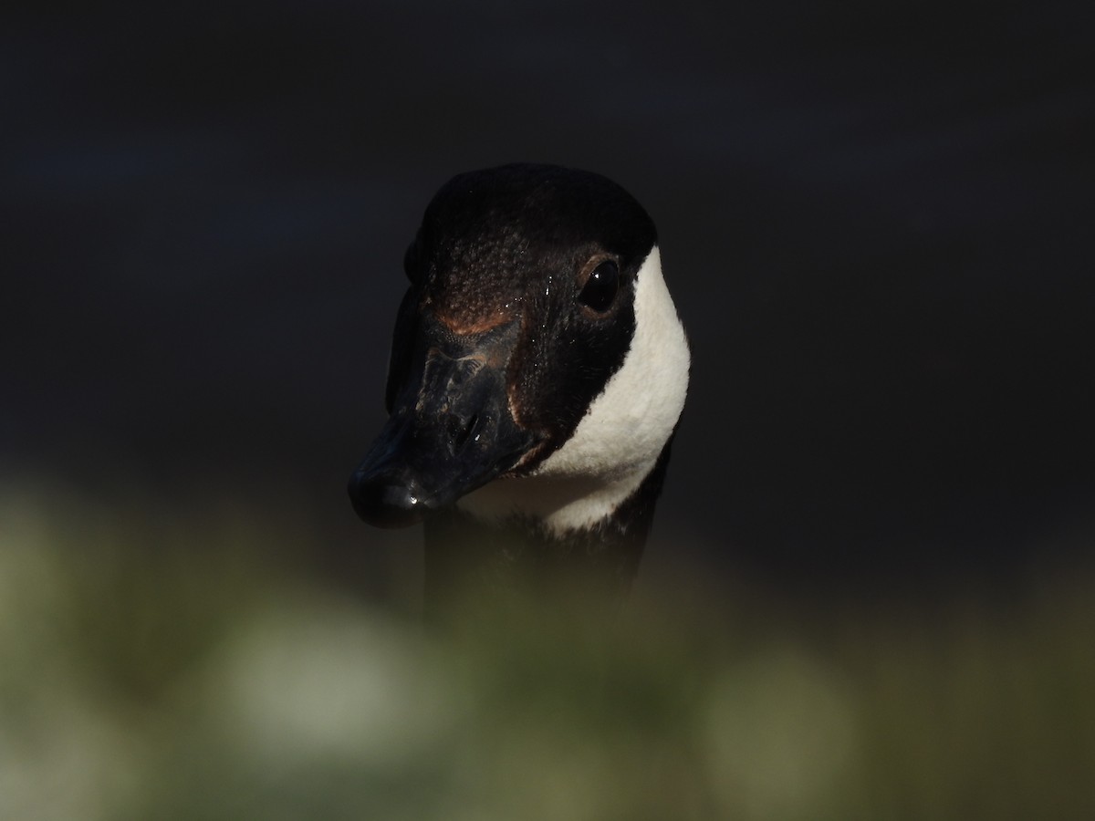 Canada Goose - ML639375293