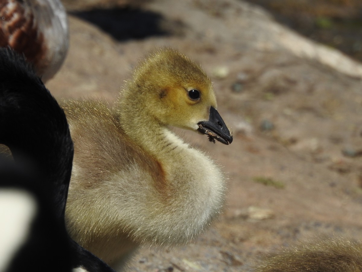 Canada Goose - ML639375294