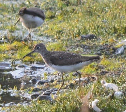 Solitary Sandpiper - ML639375314