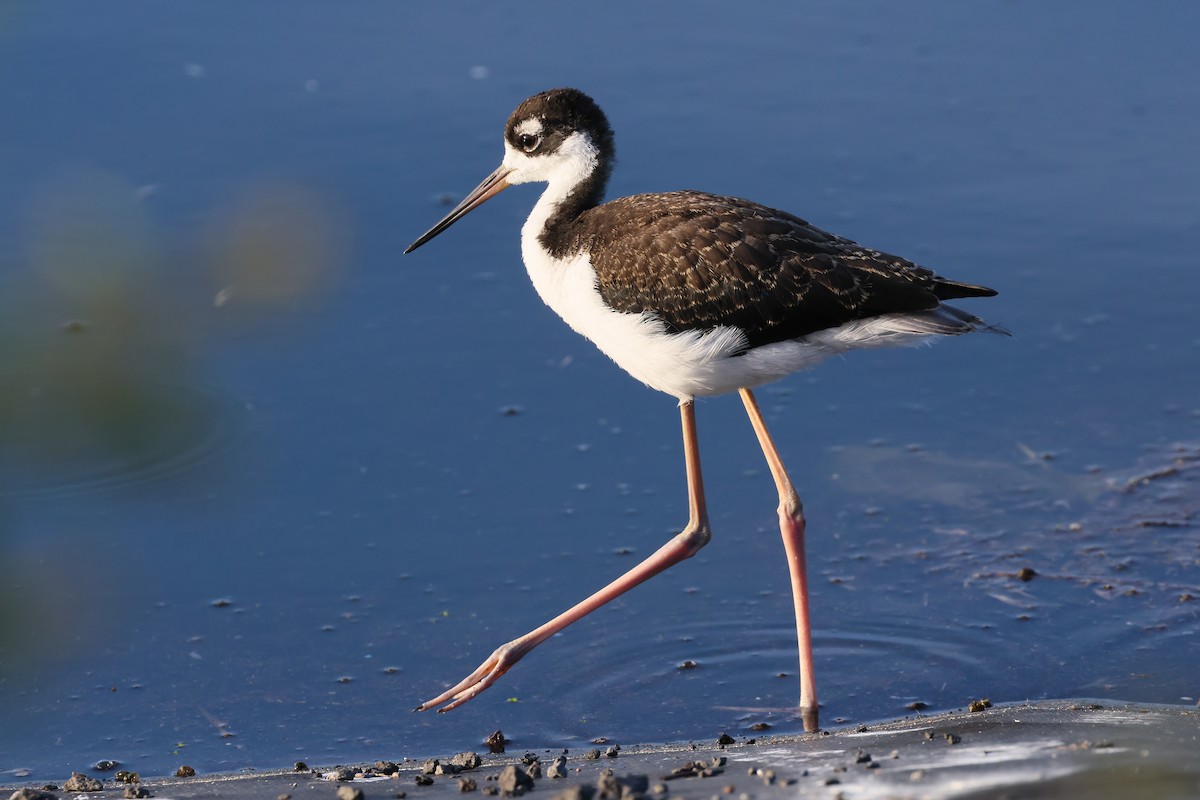 Black-necked Stilt (Hawaiian) - ML639375368