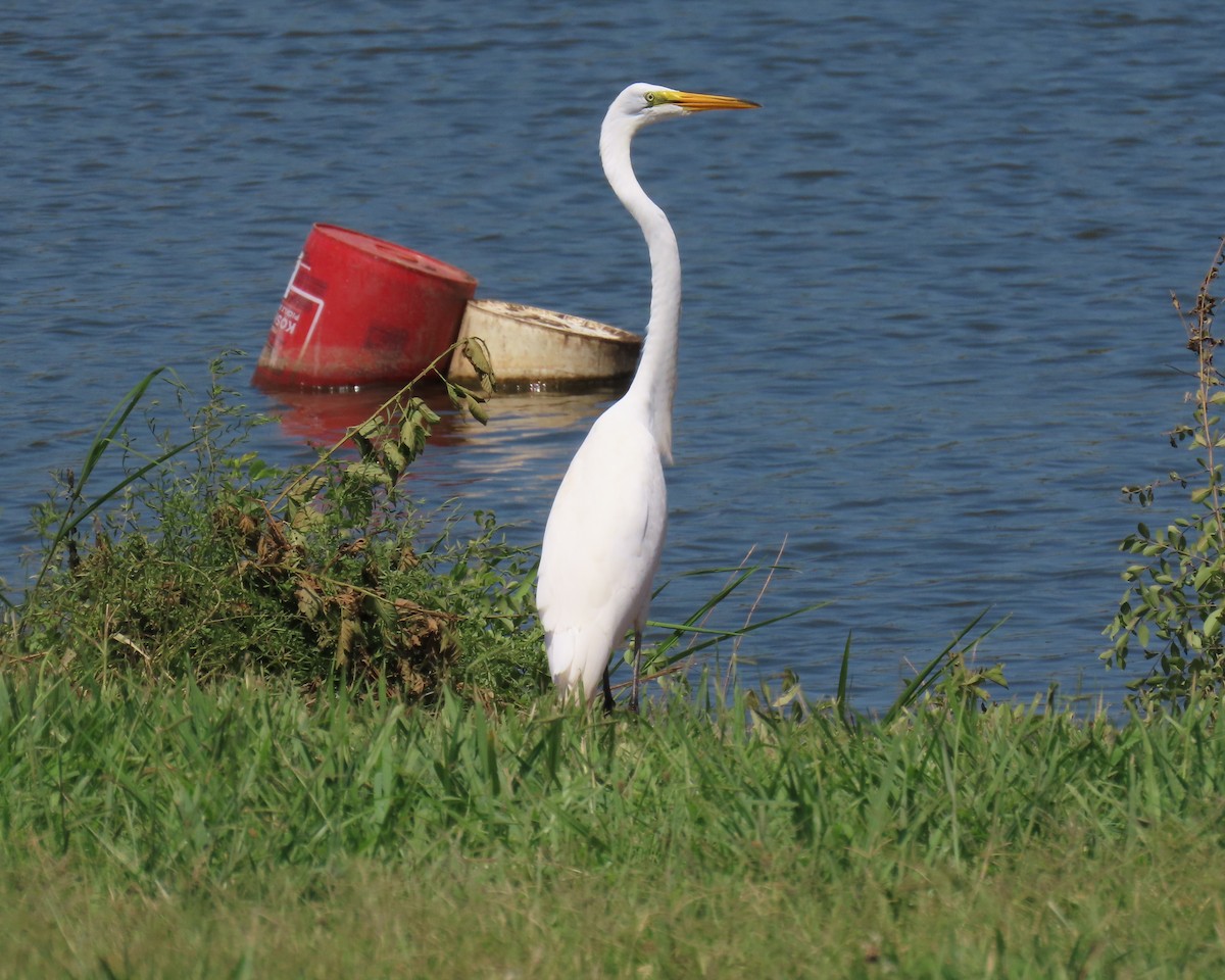 Great Egret - ML639375382