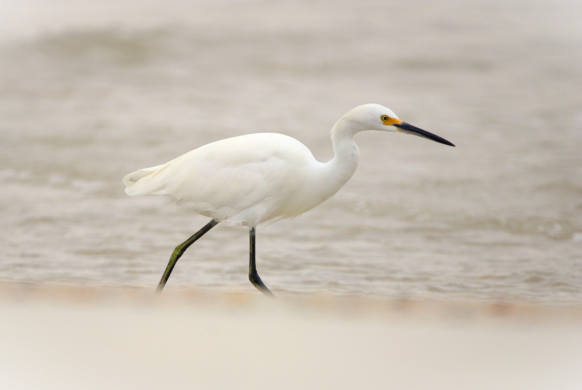 Snowy Egret - ML639375439