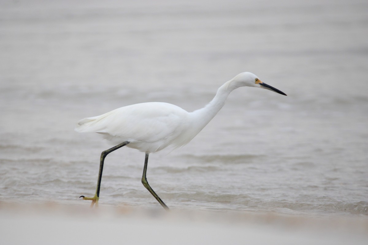 Snowy Egret - ML639375440