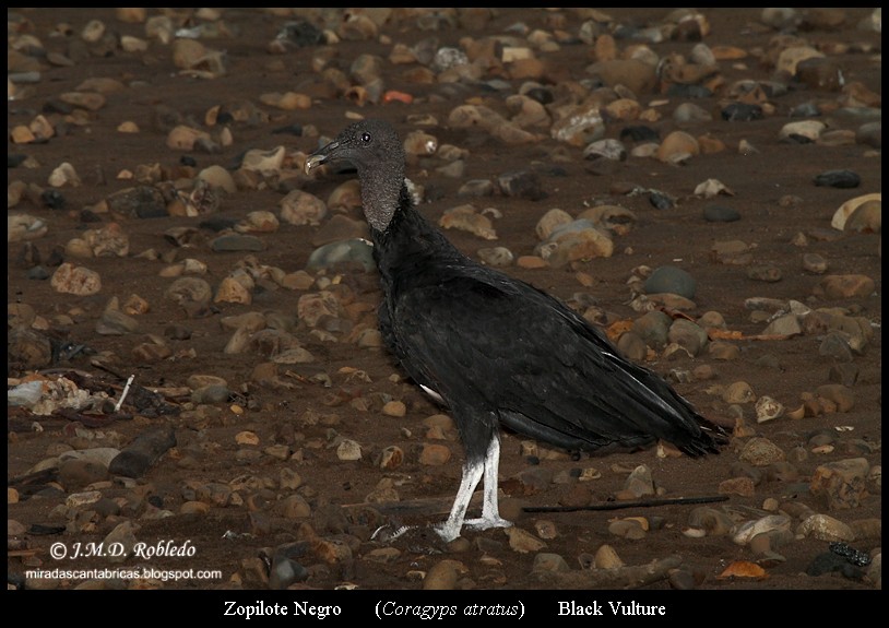 Black Vulture - ML639375453