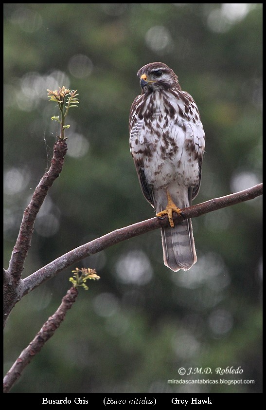Gray Hawk - ML639375482