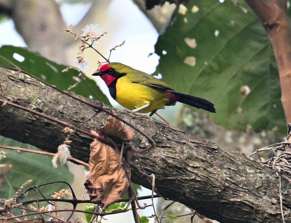 Gonolek de Doherty - ML639375486