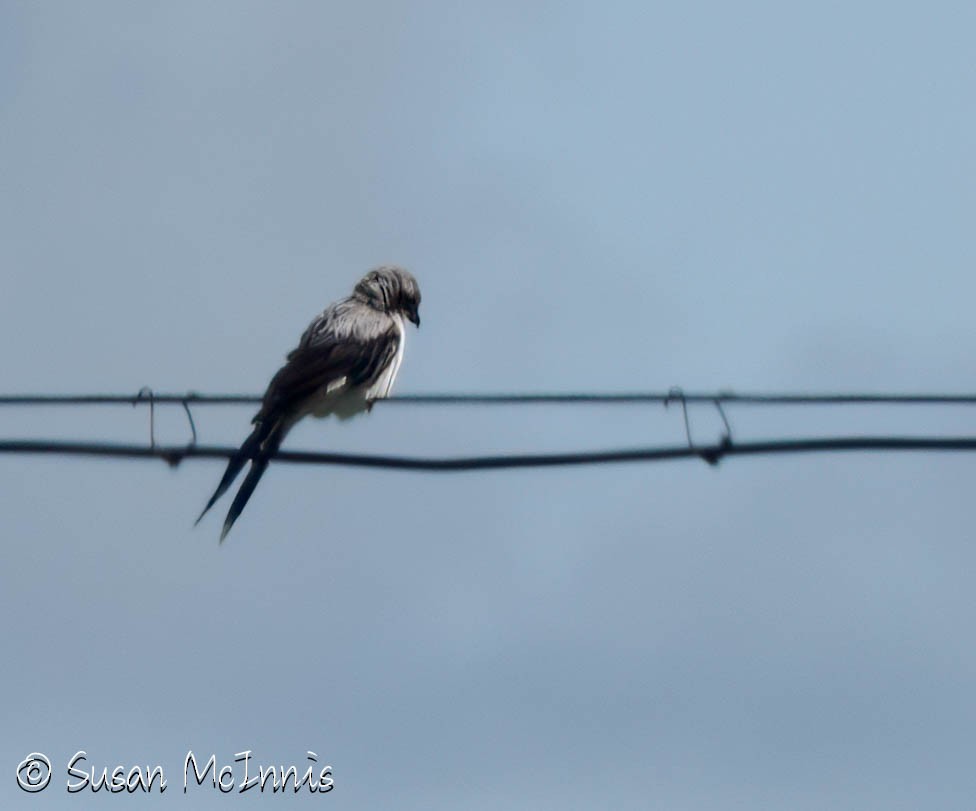 Giant Shrike - ML639375492
