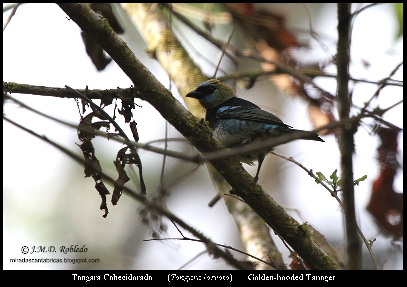 Golden-hooded Tanager - ML639375511