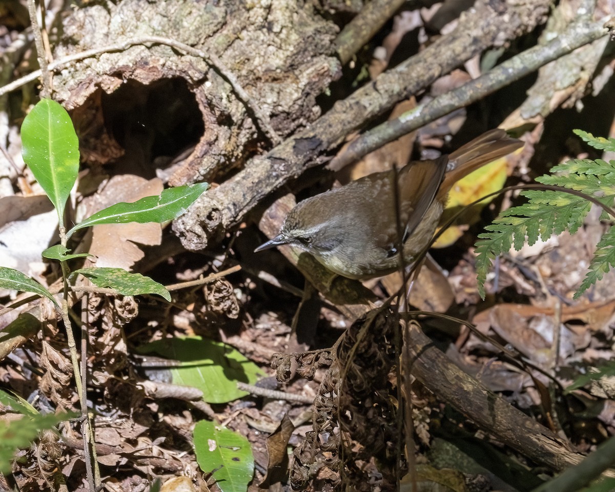 White-browed Scrubwren (Buff-breasted) - ML639375518
