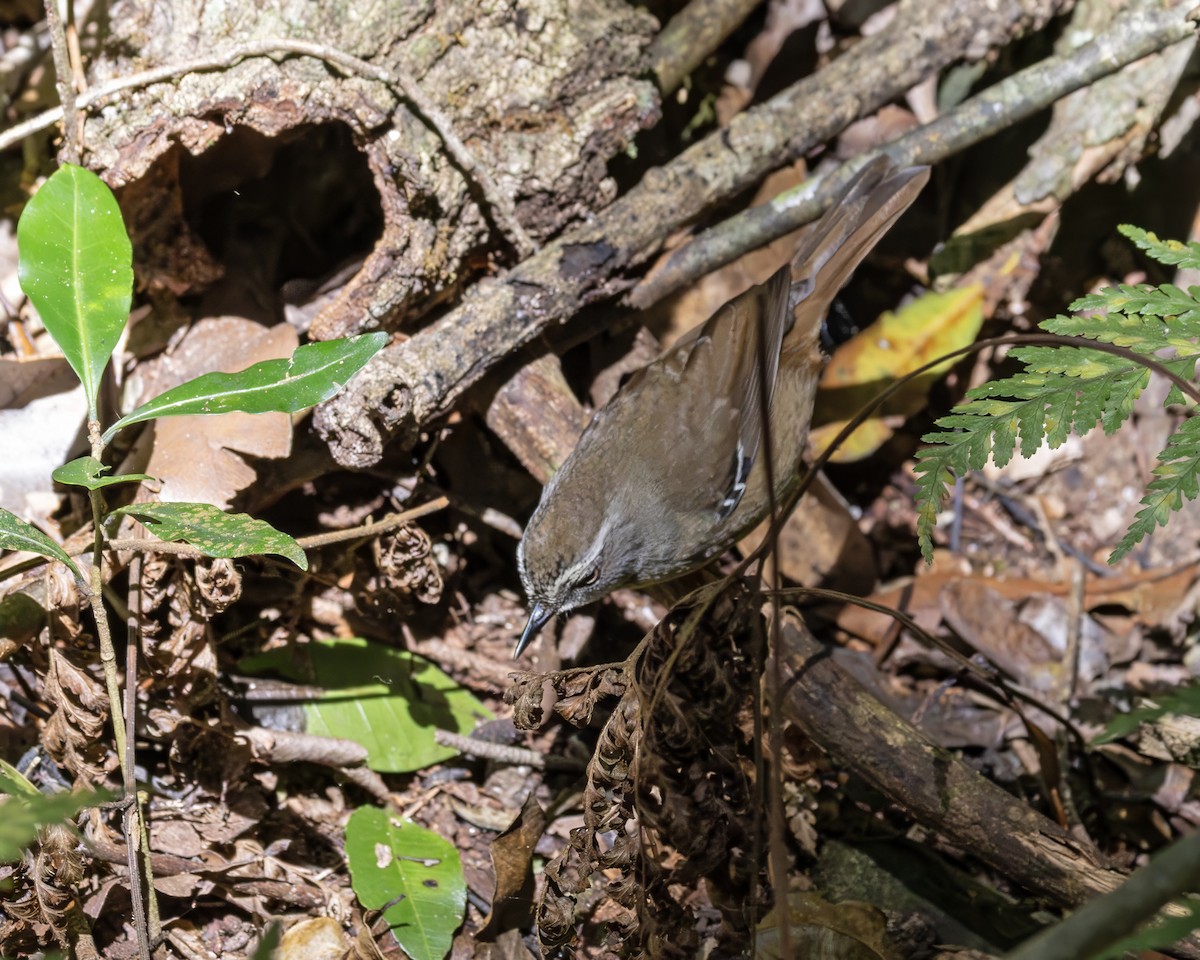 White-browed Scrubwren (Buff-breasted) - ML639375521